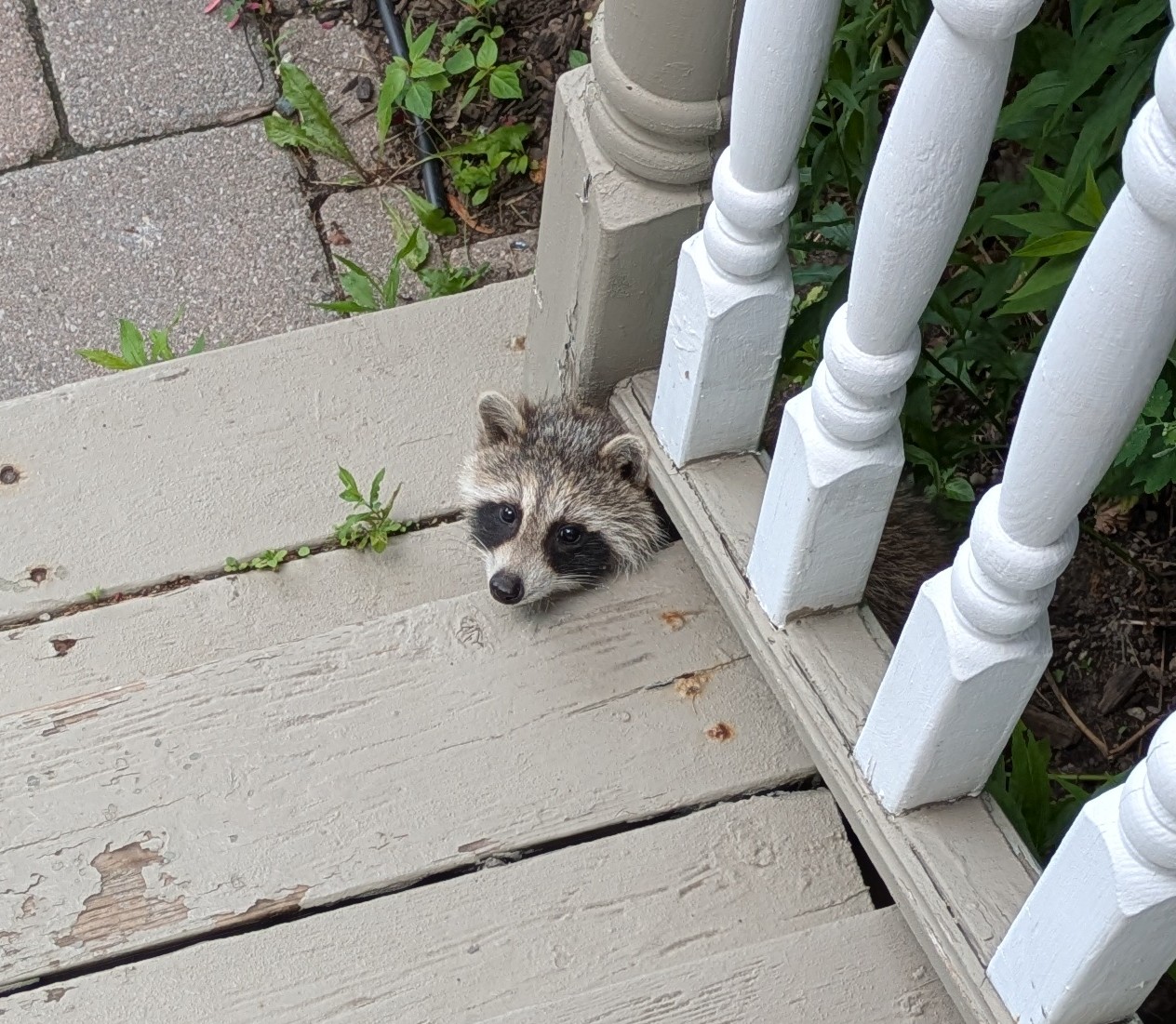 Raccoon looking through the steps