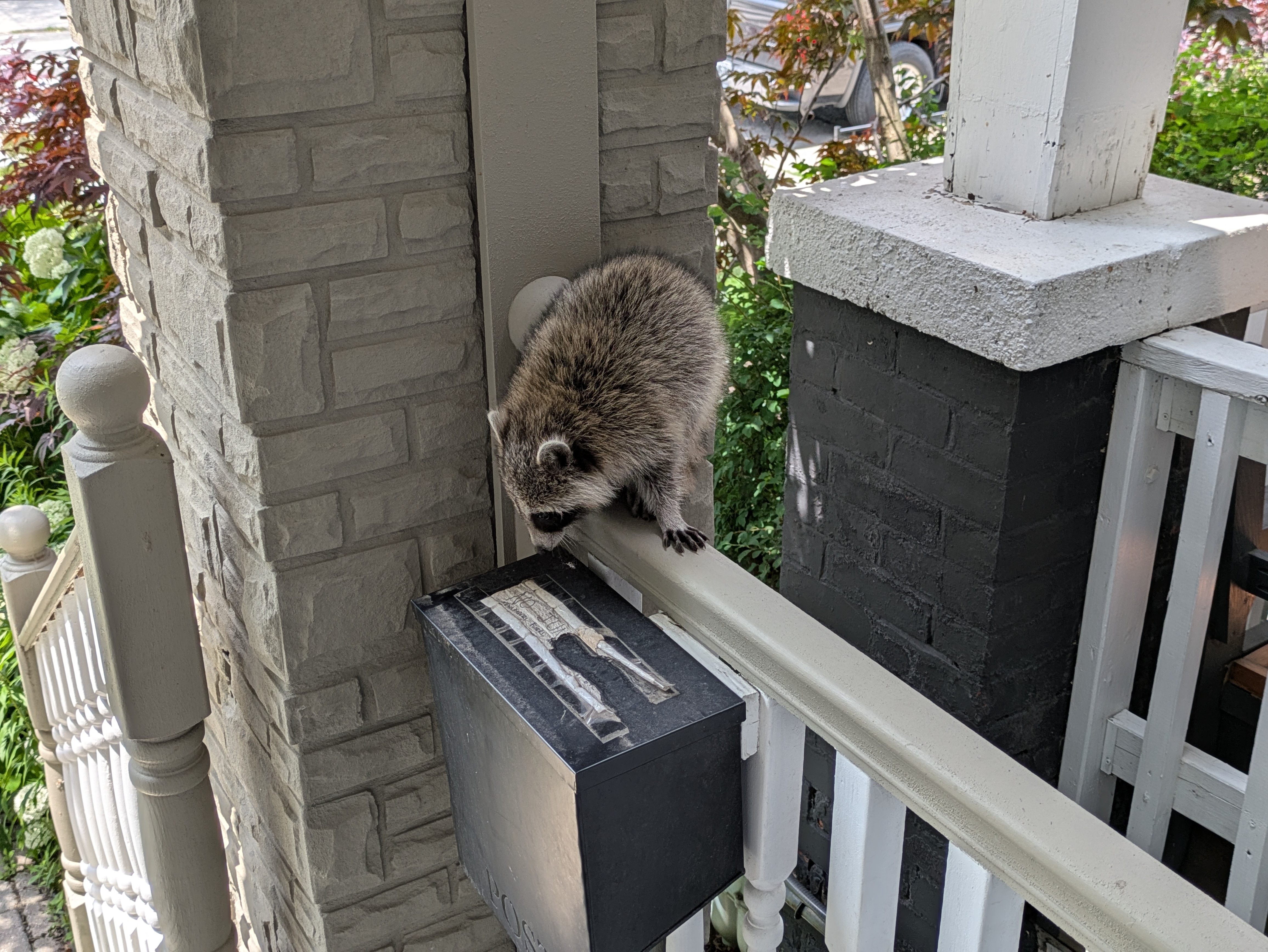 Raccoon on the mailbox