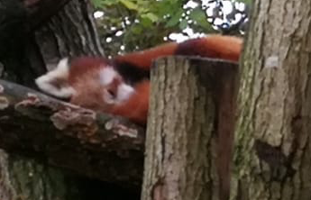 Red panda